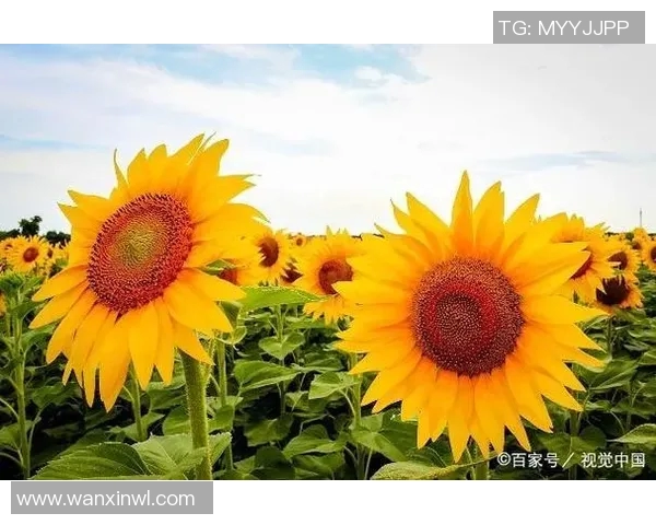 当她遇见他足球场上的爱恋与梦想交织的青春故事 当她遇见他足球场上的爱恋与梦想交织的青春故事